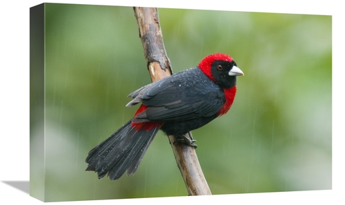 Global Gallery GCS-397315-1218-142 12 x 18 in. Crimson-Collared Tanage