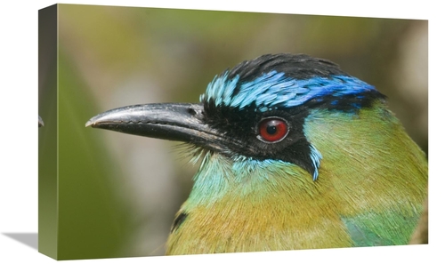 Global Gallery GCS-397272-1218-142 12 x 18 in. Blue-Crowned Motmot&#44