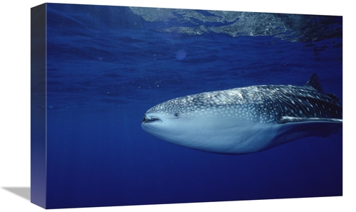Global Gallery GCS-450741-1218-142 12 x 18 in. Whale Shark Portrait&#4