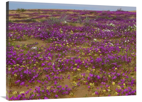 Global Gallery GCS-452102-3040-142 30 x 40 in. Sand Verbena Carpeting 