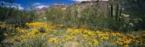 Panoramic Images PPI54168L Flowers in a field  Organ Pipe Cactus Natio