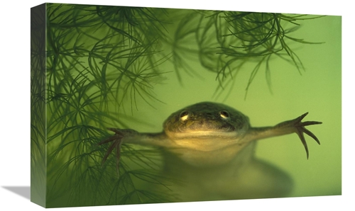 Global Gallery GCS-453375-1218-142 12 x 18 in. African Clawed Frog Aqu