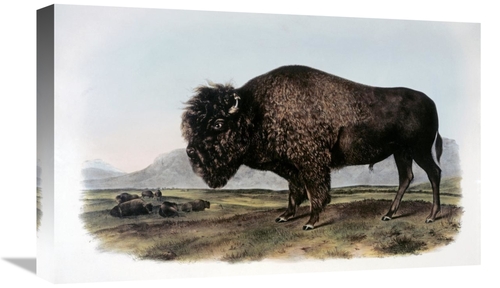 Global Gallery GCS-276579-22-142 22 in. American Bison or Buffalo Art 