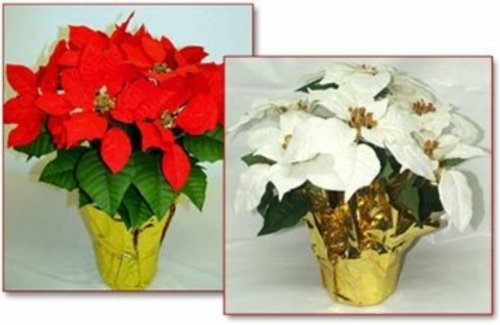 Creative Displays 1676-R 6 in. pot Red Silk Poinsettias; MIN 12