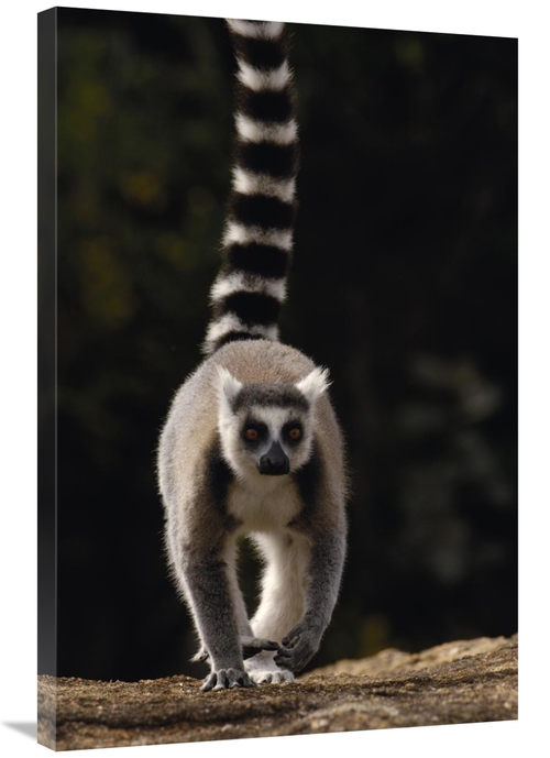 Global Gallery GCS-453242-2436-142 24 x 36 in. Ring-Tailed Lemur, 