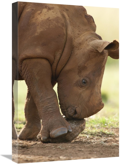 Global Gallery GCS-395500-1624-142 16 x 24 in. White Rhinoceros Calf P