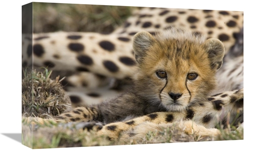 Global Gallery GCS-395812-1218-142 12 x 18 in. Cheetah Cub Portrait&#4