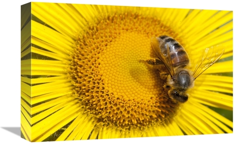 Global Gallery GCS-395413-1218-142 12 x 18 in. Bee on Alpine Sunflower