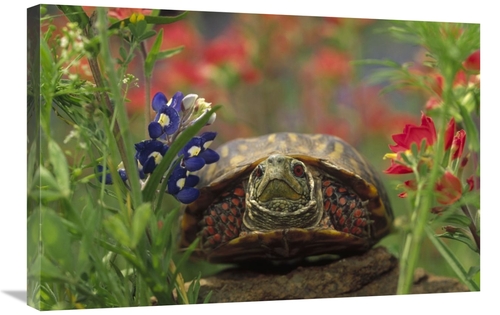 20 x 30 in. Western Box Turtle Among Lupine & Indian Paintbrush, N