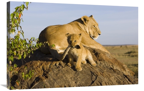 Global Gallery GCS-395886-2436-142 24 x 36 in. African Lion Cub Playin