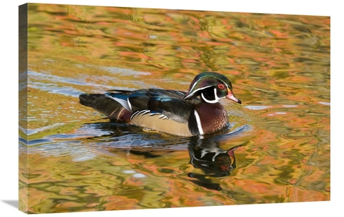 Global Gallery GCS-397399-2030-142 20 x 30 in. Wood Duck Male in Breed