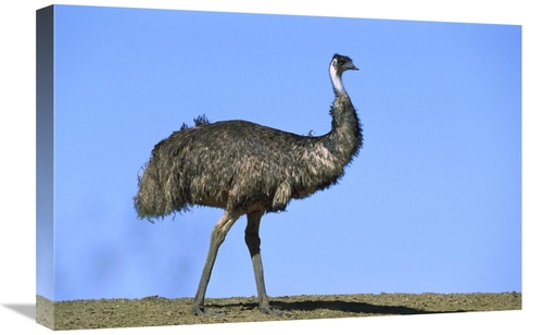 Global Gallery GCS-452567-1624-142 16 x 24 in. Emu Portrait, Sturt