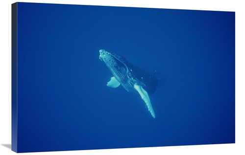 Global Gallery GCS-451024-2436-142 24 x 36 in. Humpback Whale Curious 