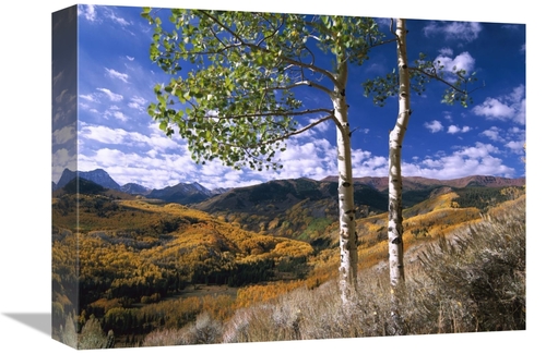 Global Gallery GCS-396964-1216-142 12 x 16 in. Aspen Trees in Fall-Col