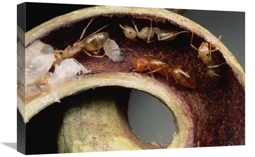 Global Gallery GCS-451013-1624-142 16 x 24 in. Carpenter Ants & Pupae 