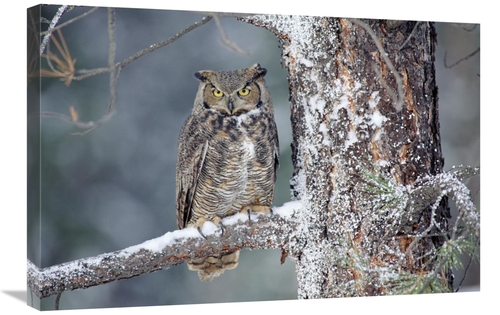 Global Gallery GCS-396987-2030-142 20 x 30 in. Great Horned Owl Adult 