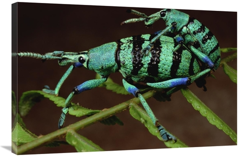 Global Gallery GCS-450958-2436-142 24 x 36 in. True Weevil Couple Mati