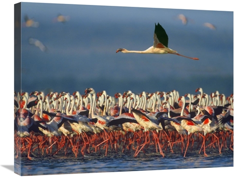 Global Gallery GCS-396411-2228-142 22 x 28 in. Lesser Flamingo Flying 