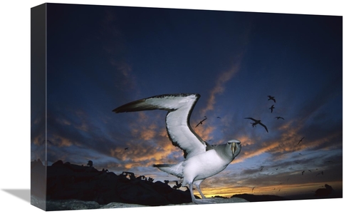 Global Gallery GCS-451682-1218-142 12 x 18 in. Salvins Albatrosses Ret