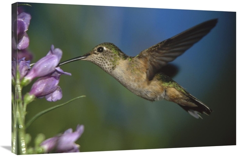 Global Gallery GCS-395925-2436-142 24 x 36 in. Broad-Tailed Hummingbir