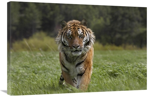 Global Gallery GCS-396413-2436-142 24 x 36 in. Siberian Tiger Walking&