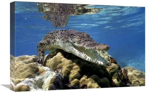 Global Gallery GCS-397962-1624-142 16 x 24 in. Saltwater Crocodile Und