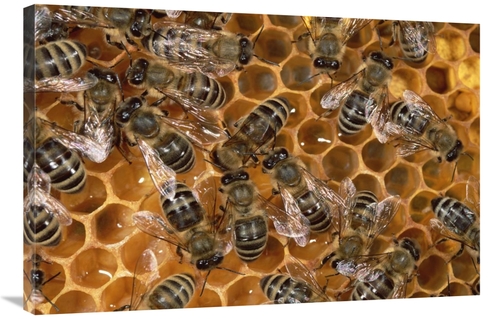 Global Gallery GCS-452362-2436-142 24 x 36 in. Honey Bee Colony on Hon