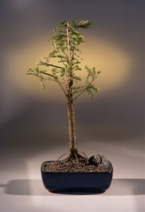 Bald Cypress Bonsai Tree(taxodium distichum)