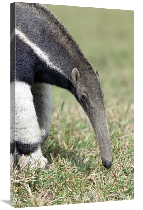Global Gallery GCS-451481-36-142 36 in. Giant Anteater, Pantanal&#