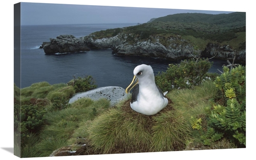 Global Gallery GCS-451667-2030-142 20 x 30 in. Bullers Albatross Nesti