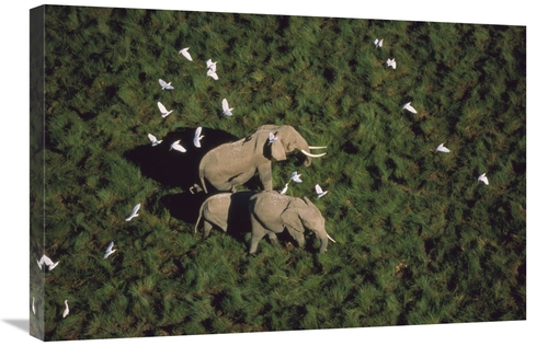 Global Gallery GCS-396800-2030-142 20 x 30 in. African Elephant Parent