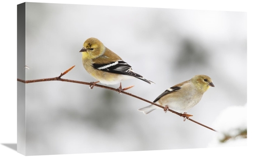 Global Gallery GCS-397599-1624-142 16 x 24 in. American Goldfinch Pair