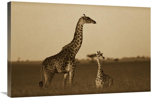 Global Gallery GCS-453688-2436-142 24 x 36 in. Giraffe Adult & Foal on
