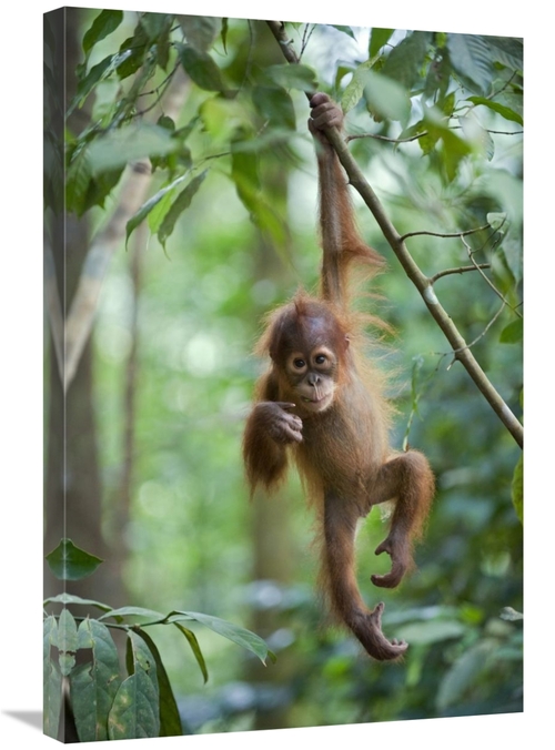 Global Gallery GCS-395877-2030-142 20 x 30 in. Sumatran Orangutan One 