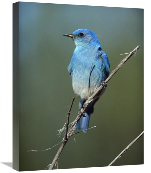 Global Gallery GCS-396302-1824-142 18 x 24 in. Mountain Bluebird Perch