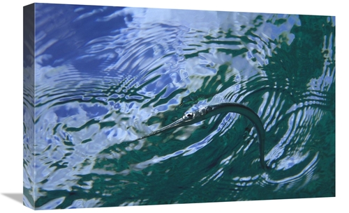 Global Gallery GCS-450748-1624-142 16 x 24 in. Needlefish on Water Sur