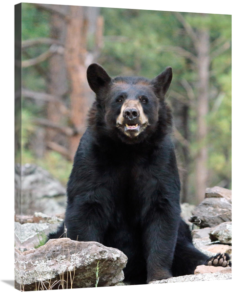 Global Gallery GCS-486425-36-142 36 in. Resting Bear Art Print - Vic S