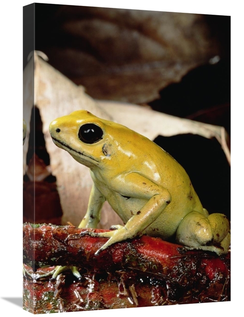 Global Gallery GCS-450755-1624-142 16 x 24 in. Golden Poison Dart Frog