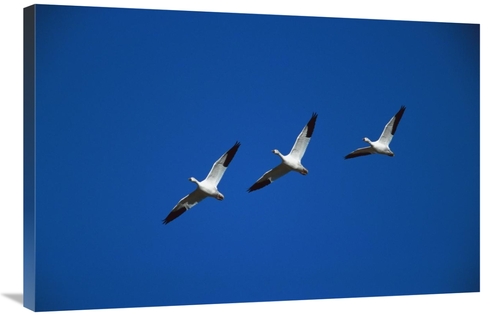 Global Gallery GCS-453311-2436-142 24 x 36 in. Snow Geese Flying in Fo