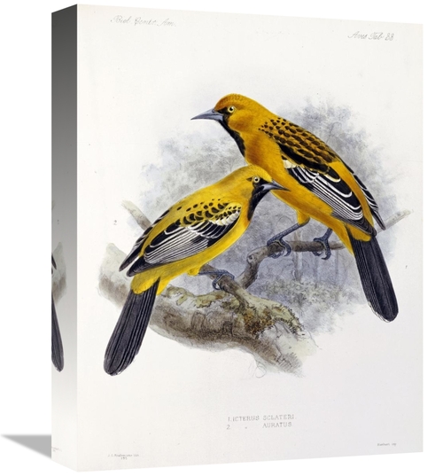 Global Gallery GCS-266663-16-142 16 in. Ecuadorian Cacique & an Orange