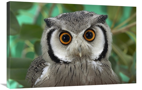 Global Gallery GCS-450897-2436-142 24 x 36 in. Southern White-Faced Ow