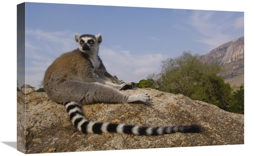 Global Gallery GCS-453260-1624-142 16 x 24 in. Ring-Tailed Lemur Portr