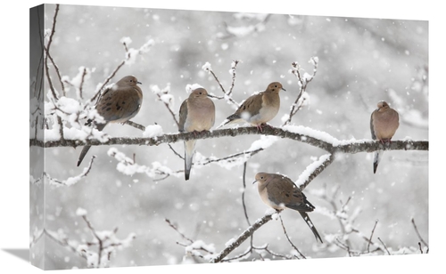 Global Gallery GCS-397601-1624-142 16 x 24 in. Mourning Dove Group in 