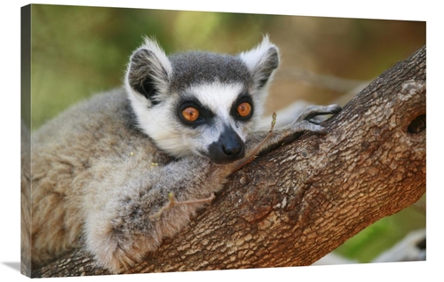 Global Gallery GCS-398116-2436-142 24 x 36 in. Ring-Tailed Lemur Resti