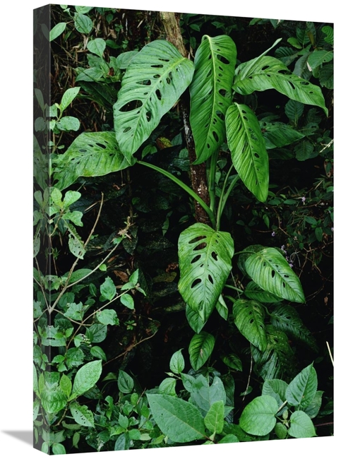 Global Gallery GCS-450691-1624-142 16 x 24 in. Monstera VIne Growing A