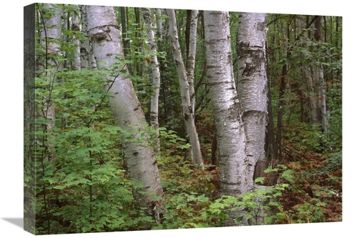 Global Gallery GCS-396477-1824-142 18 x 24 in. Birch Forest, Pictu