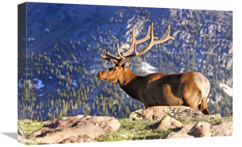 Global Gallery GCS-486548-22-142 22 in. Velvet Above the Timberline Ar