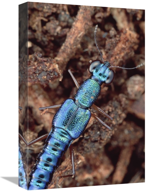 Global Gallery GCS-450949-1218-142 12 x 18 in. Rove Beetle Portrait&#4