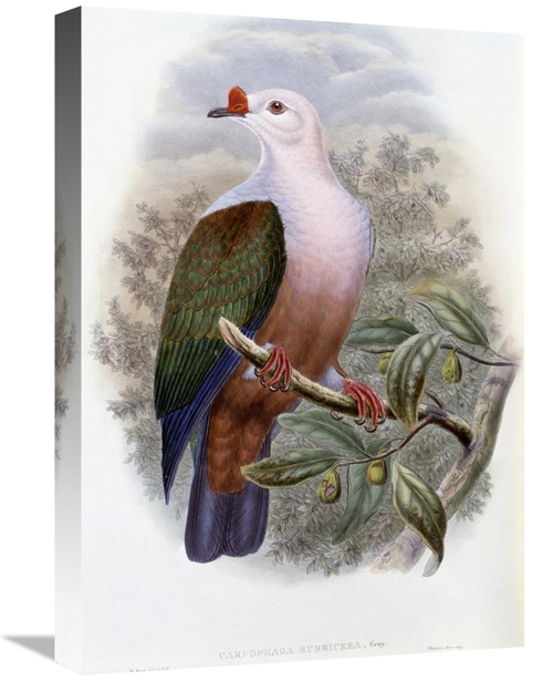 Global Gallery GCS-277773-22-142 22 in. New-Ireland Fruit-Pigeon Art P