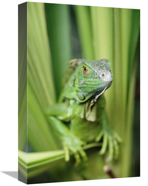 Global Gallery GCS-396278-1218-142 12 x 18 in. Green Iguana Portrait&#